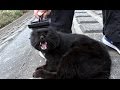 【地域猫】暴君月ノ輪の反応が面白いのでついやり過ぎてしまう・・・ごめん!【魚くれくれ野良猫】