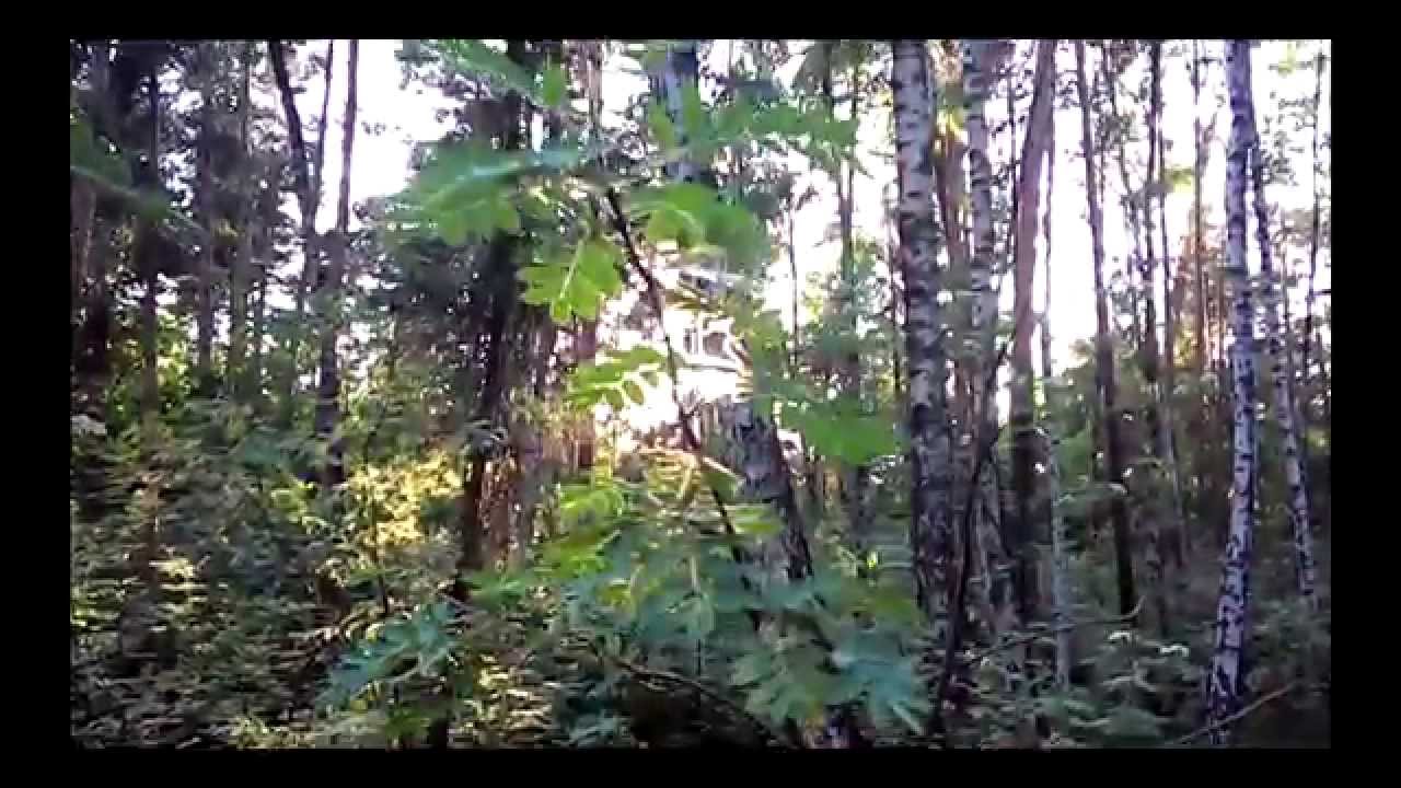 Вечер в лесу - YouTube
