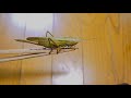 今年も褐色タイプのカヤキリが捕れた