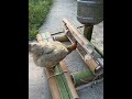 Chicken's buffet 小鸡自助餐 #chicken #chickens #buffet #wow  #video #amazing #share #funny #shortsvideo