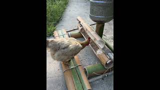 Chicken’s buffet 小鸡自助餐 #chicken #chickens #buffet #wow  #video #amazing #share #funny #shortsvideo