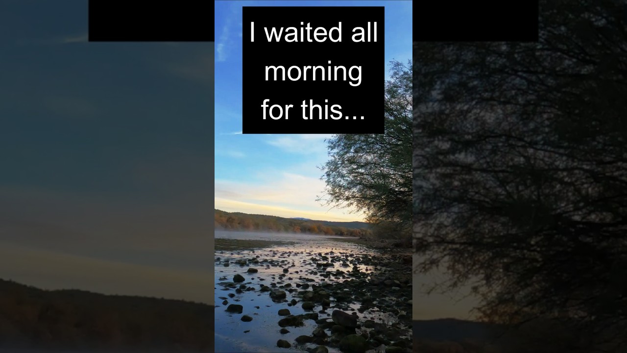 Salt River Mustangs at Sunrise 🌅🐎 #wildlife