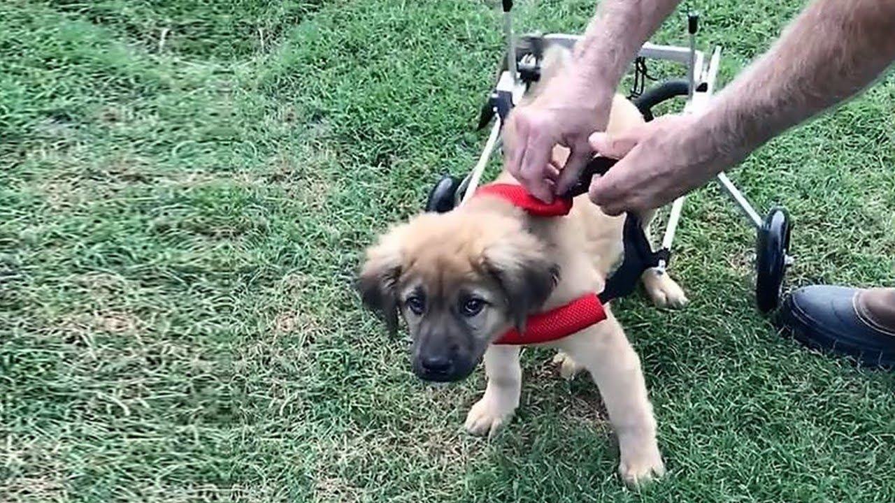 Rescue Tiny Puppy Was Born With Paralyzed Hind Legs But So Active and