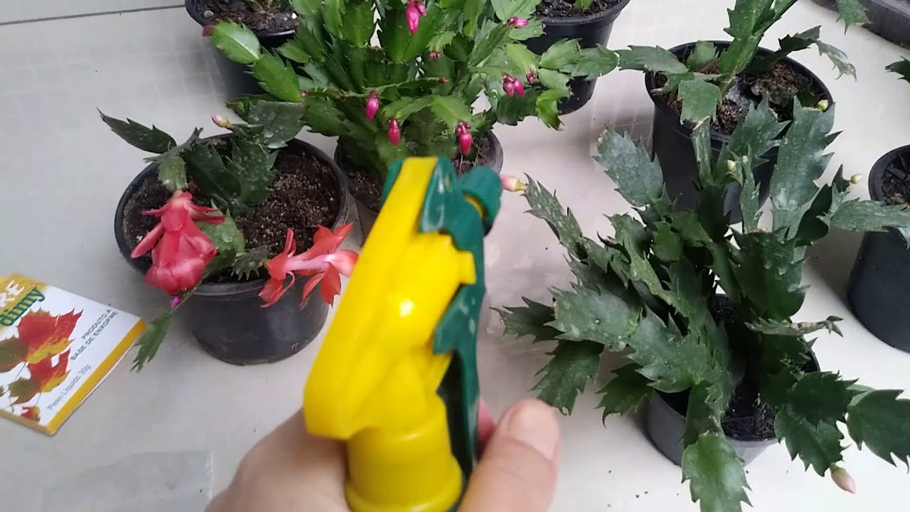 Enxofre para prevenir a queda dos galhos da flor de Maio