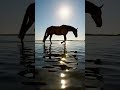 حصان سحري يمشي فوق الماء A Magical Horse Walking On Water In Waterhorse Magicalhorse 