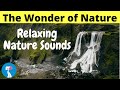 Beautiful Nature in the Forest | Relaxing Sound of the River and Water Fall | Manasa Pathway | MP|V9