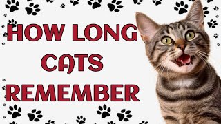 🐾 How Long Can a Cat Remember a Person? by Paws and Purrs 115 views 1 month ago 4 minutes, 37 seconds