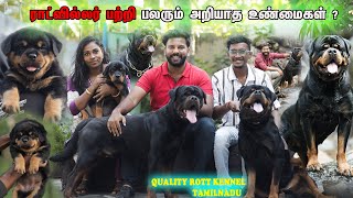 Rottweiler Dog Kennel | Rottweiler Puppies For Sales | Kennel In Tamil Nadu | Dog For Sales Puppy