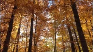 Background video daun berguguran sinematik | Autumn video | musim gugur pemandangan indah