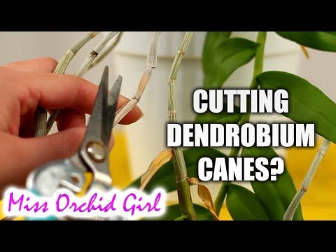 Cutting Dendrobium Orchid canes - When & how