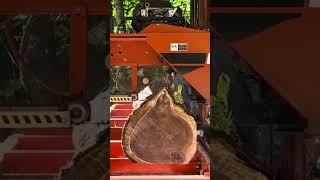 #shortvideo sawing 3rd Slab from a nice Walnut with 3 Hearts #wood working #shortvideo sawing 3rd Slab from a nice Walnut with 3 Hearts #wood working