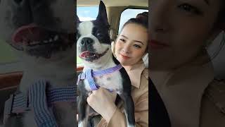 Apple Picking With My Dogs
