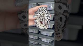 Who needs him in their collection!? Pastel VPI Axanthic Clown #ballpythonbreeder #ballpythonmorph