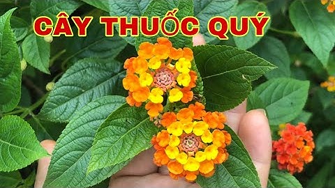 CÂY BÔNG ỔI(hoa ngũ sắc)Với Những tác dụng vô cùng tuyệt vời mà ít ai biết-Sức Khỏe Tâm An