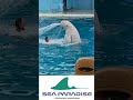 Beluga シロイルカ dolphin【横浜八景島シーパラダイス】2021/8/7【1】#ベルーガ #Hakkeijima #SeaParadise #八景島シーパラダイス बेलुगा व्हेल