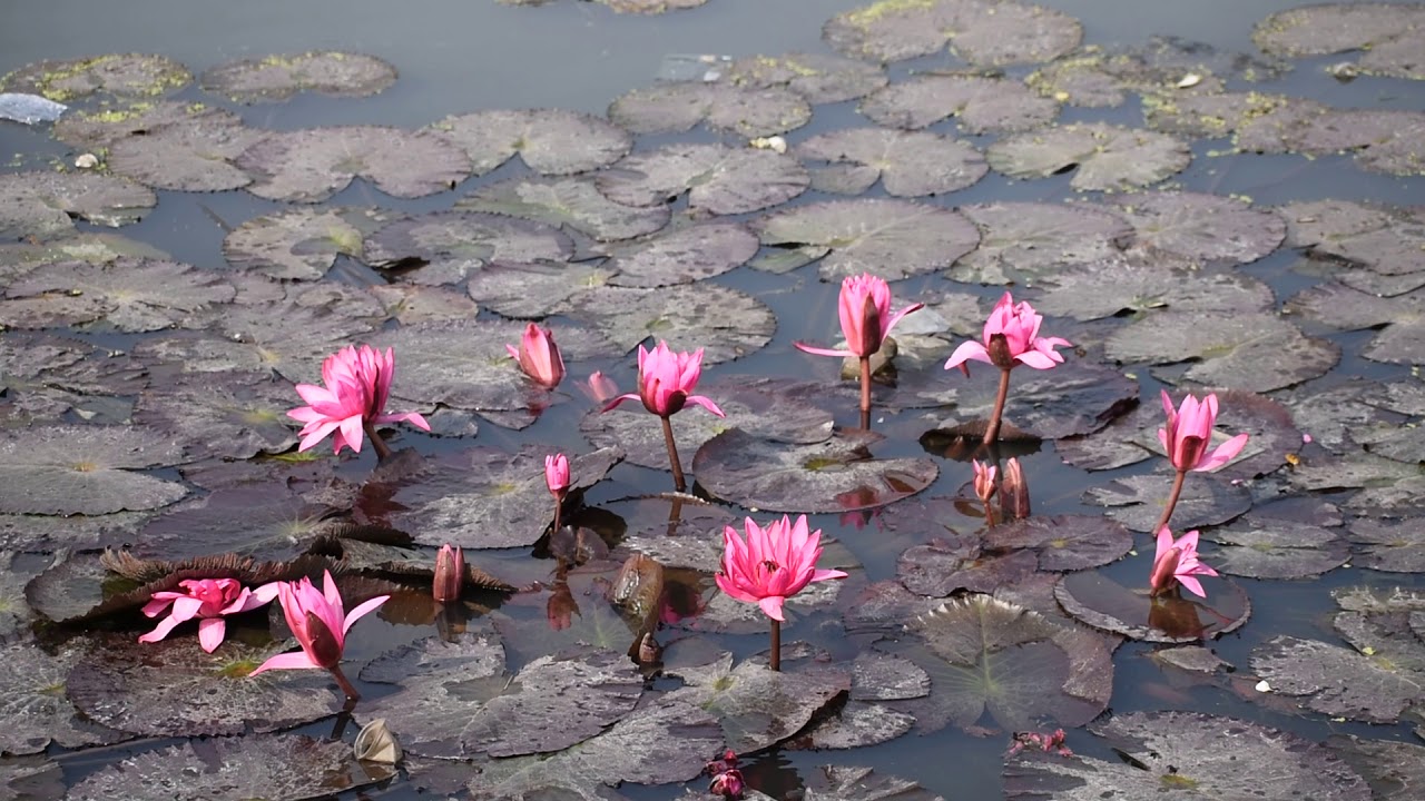 Nymphaea Pubescens Indian Red Water Lily 🌸🌸🌸🌸🌸