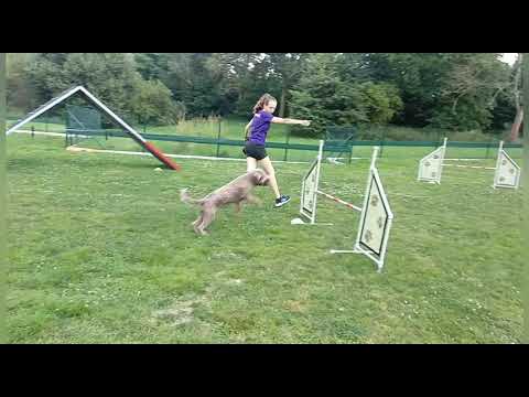 Lagotto romagnolo | agility training | 9.8.2020