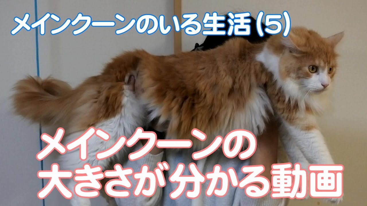 メインクーンのいる生活5 メインクーンの大きさが分かる動画 Video Showing The Size Of Maine Coon Youtube