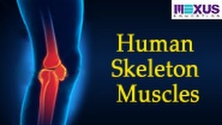 Human Skeleton - Muscles