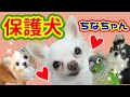 ブリーダーに飼育放棄された保護犬チワワのちなちゃんが我が家に来て4ヶ月になりました!! Protection dog Chihuahua