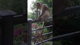 Baby monkey playing with mother