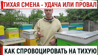 Тихая смена - плюсы и минусы. Как спровоцировать пчел на тихую смену матки.
