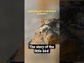 A 400-meter jump is the life of a tiny bird.A battle between life and death. #ytshorts #viral #story