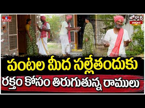 Jordar Varthalu : పంటల మీద సల్లేతందుకు రక్తం కోసం తిరుగుతున్న రాములు | Jordar Ramulu | hmtv