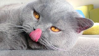 British Shorthair Cat Purring by Coconut and Family 2,296 views 4 days ago 32 seconds