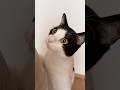 美しきビブラートおはよう猫 #猫 #cat #かわいい