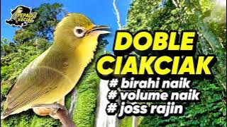 Ciak Ciak Kecial Kuning ( DOBLE CIAKCIAK )‼️Banyak Manfaat ‼️| PEPADU KECIAL