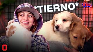 EL JUEGO MÁS TIERNO: LOS PERRITOS SON LAVA | #TapadosDeLaburo 9/6