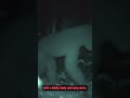 Land Owner Captures THIS on Camera #shorts