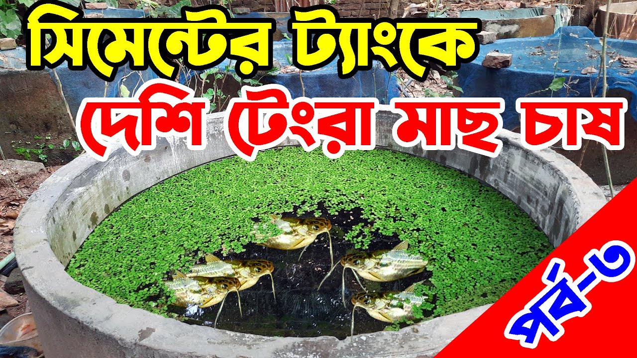 সিমেন্টের ট্যাংকে দেশি টেংরা মাছ চাষ পদ্ধতি পর্ব ৩   Striped Catfish Farming in cement tank part 3