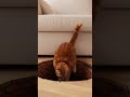 Cat confused by the optical illusion 😂 Watch this mind-bending moment