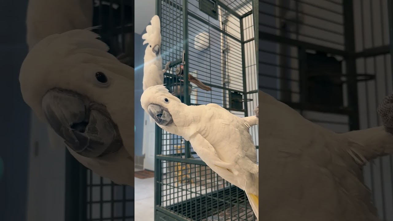 The Rascal and Perry Show 