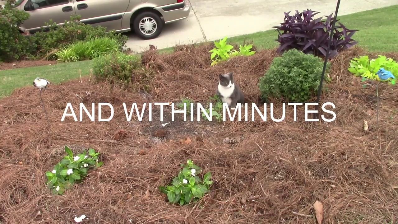 Cats Love Sweet Potato Vine And Vinca Youtube