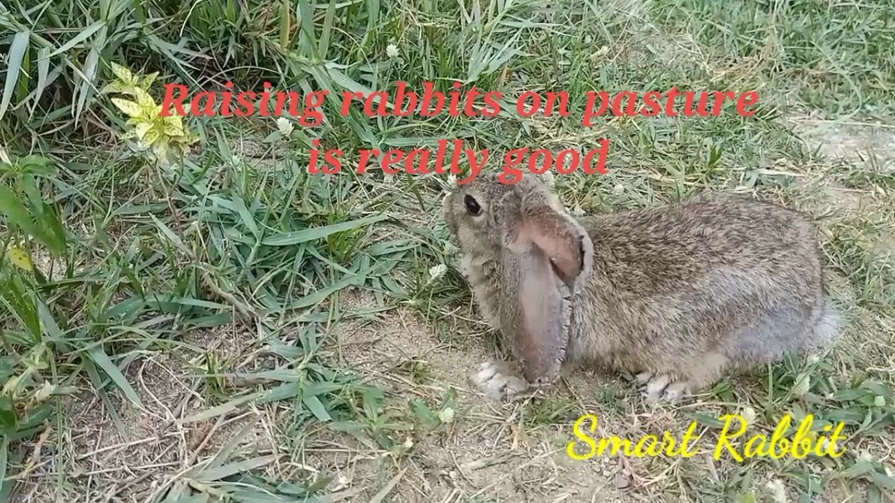 Raising rabbits on pasture is really good | Primitive KH - YouTube