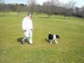 Training a dog reactive collie Training a dog reactive collie
