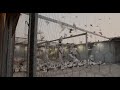 A RED BABY PIGEON فیلم مستند سرخ دم سفید 