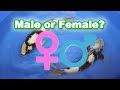 How to determine male or female Koi [KOI GENDER IDENTIFICATION]