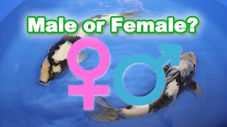 How to determine male or female Koi [KOI GENDER IDENTIFICATION] screenshot 5