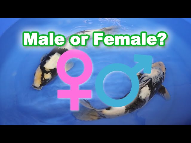 How to determine male or female Koi [KOI GENDER IDENTIFICATION] class=