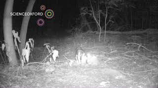 Badger at work caught on camera