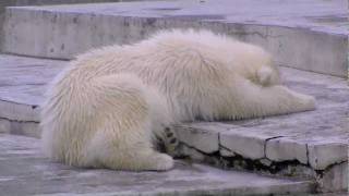 疲れて眠る赤ちゃん~Polar Bear's Baby that becomes tired and sleeps