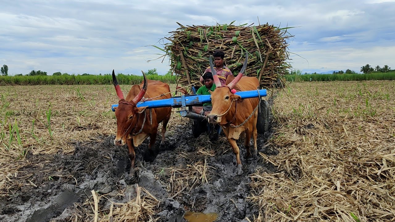 Bullock Cart mud stuck in heavy load ride | cow/ ox video