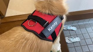 【ゴールデンレトリバー】名前入りハーネス購入しました✨