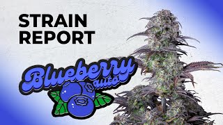 Blueberry  Originals Auto | Strain Review | Fast Buds | Indica