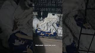 How to Crate Train a Puppy FAST (Stop Crying & Accidents!) 🐶✅ How to Crate Train a Puppy FAST (Stop Crying & Accidents!) 🐶✅