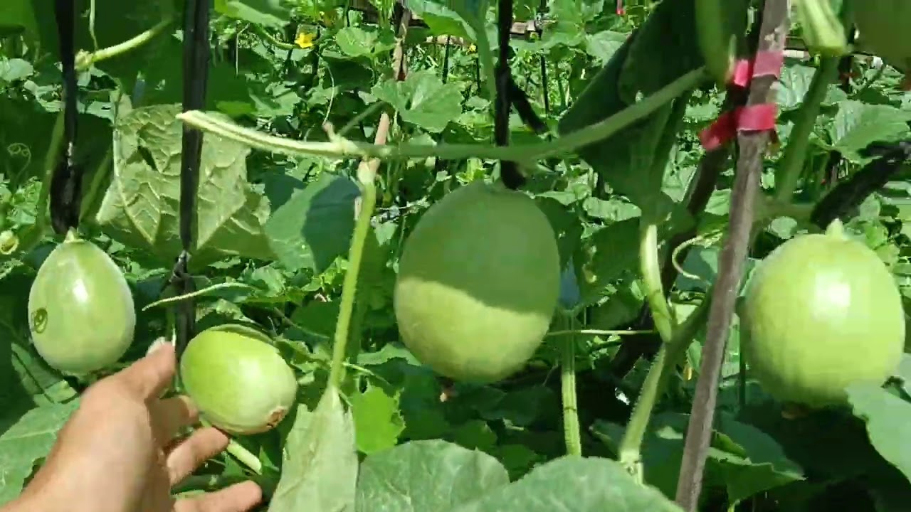 PEMUPUKAN MELON AMANDA TAVI USIA 40HST #melon #farming 